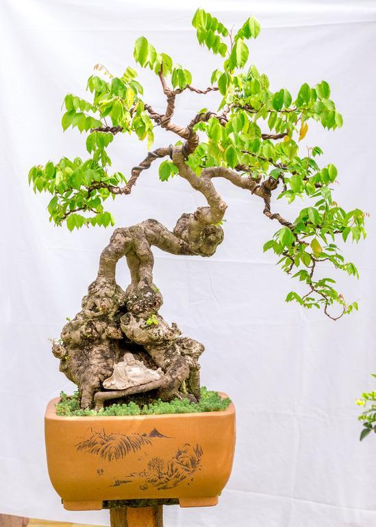 Bonsai Villa Hội An Kültér fotó