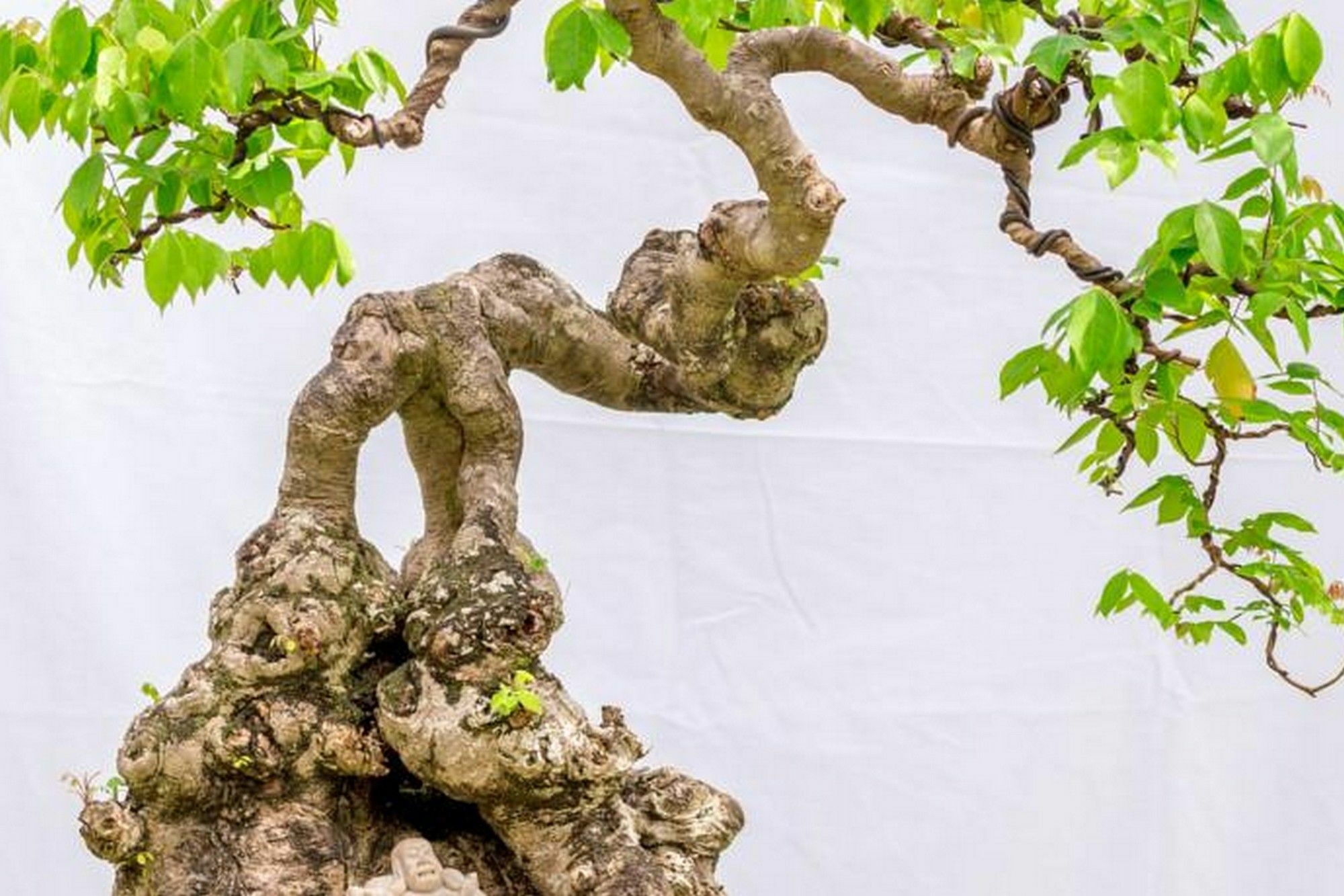 Bonsai Villa Hội An Kültér fotó